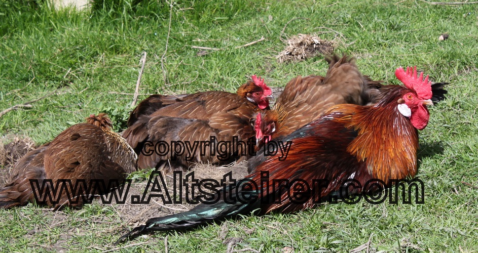 Altsteirer Hennen und Hahn beim Sonnenbaden